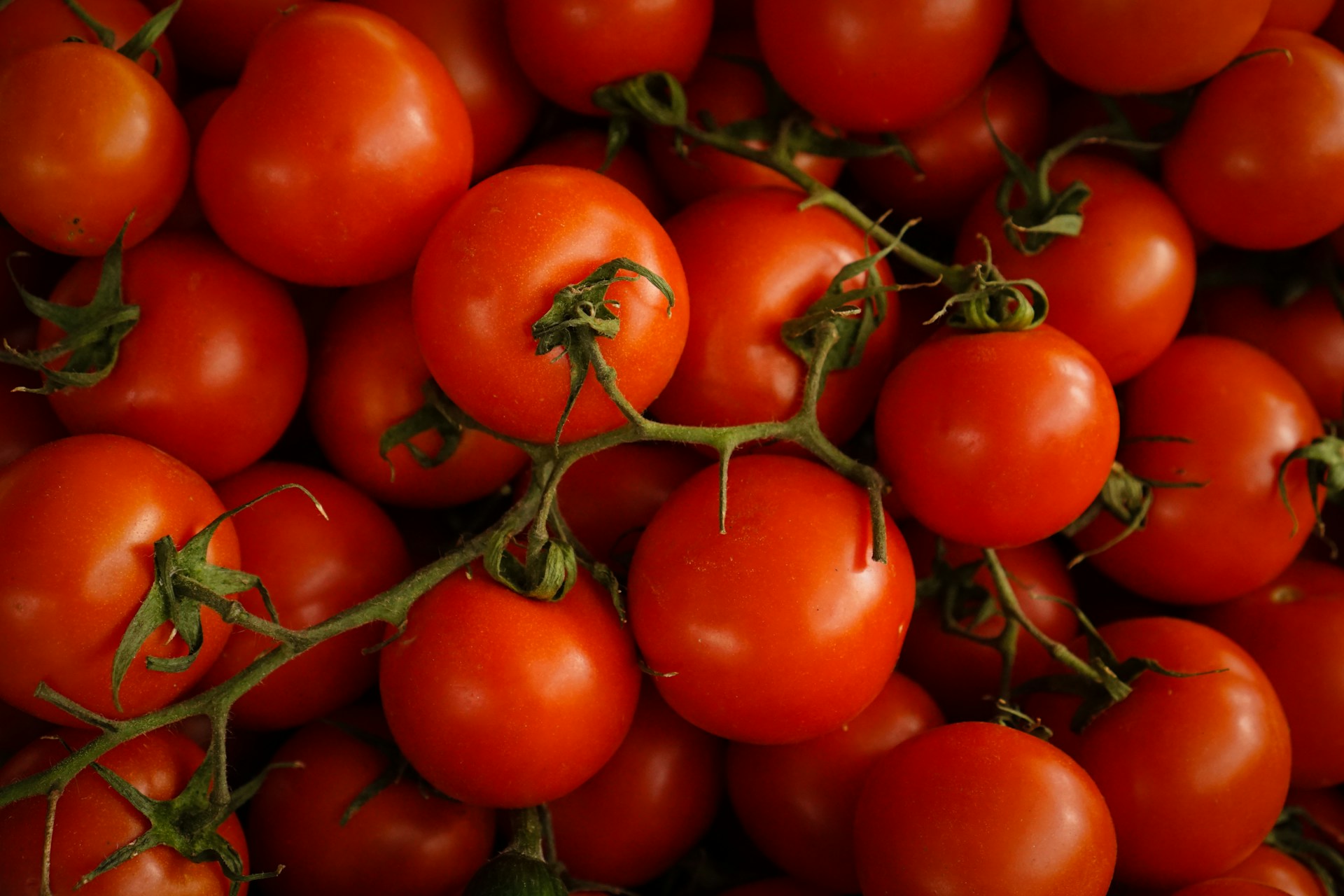 Harvest tomatoes